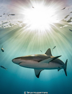 'The Magic Hour' - This image of a Caribbean reef shark w... by Tanya Houppermans 